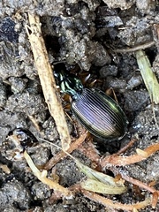 Agonum extensicolle