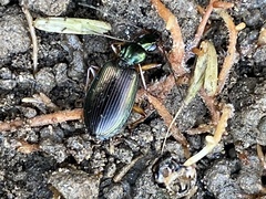 Agonum extensicolle