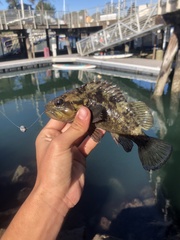 Sebastes rastrelliger