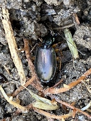 Agonum extensicolle