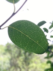 Annona maritima