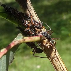 Camponotus suffusus bendigensis