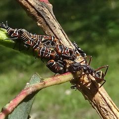 Camponotus suffusus bendigensis