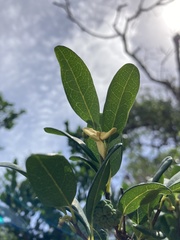 Annona maritima