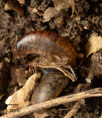 Arcitalitrus