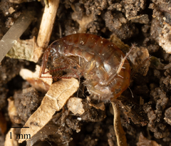 Arcitalitrus