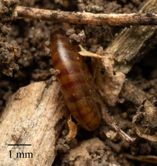 Arcitalitrus