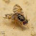 Mediterranean Fruit Fly - Photo no rights reserved, uploaded by Jesse Rorabaugh