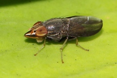 Cephaloconus tenebrosus