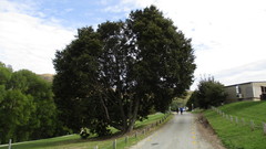 Nothofagus cliffortioides