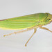 Draeculacephala noveboracensis - Photo (c) solomon hendrix,  זכויות יוצרים חלקיות (CC BY-NC), הועלה על ידי solomon hendrix
