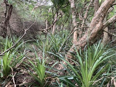 Bromelia antiacantha