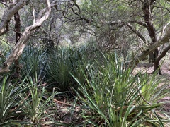 Bromelia antiacantha