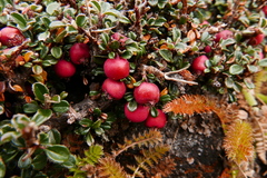 Cotoneaster microphyllus