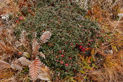 Cotoneaster microphyllus