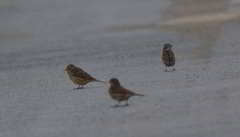 Emberiza citrinella × leucocephalos