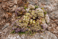 Cortiella hookeri