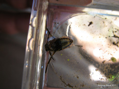 Nepomorpha