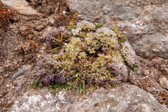 Cortiella hookeri
