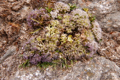 Cortiella hookeri