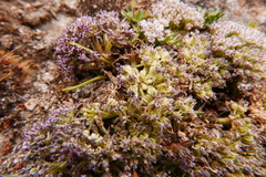 Cortiella hookeri