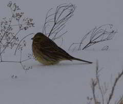 Emberiza citrinella × leucocephalos