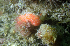 Image of Rostanga arbutus