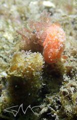 Rostanga arbutus