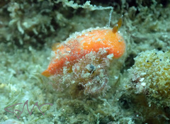 Rostanga arbutus