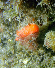 Rostanga arbutus