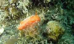 Rostanga arbutus