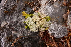 Cortiella hookeri
