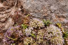 Cortiella hookeri