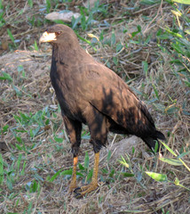 Buteogallus urubitinga