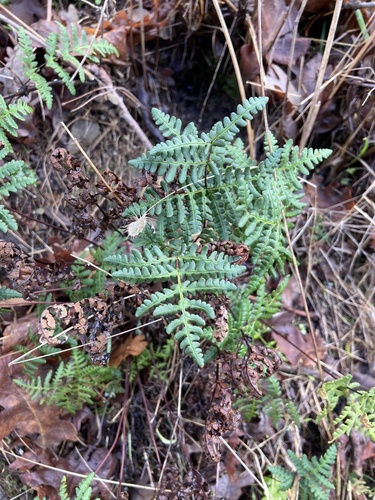 iNaturalist observation photo of goldback fern