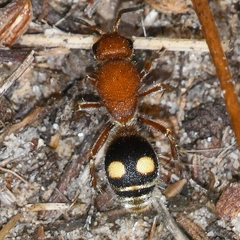 Dasymutilla quadriguttata