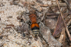 Pseudomethoca simillima