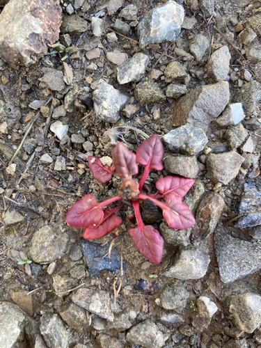 iNaturalist observation photo of Naked Buckwheat