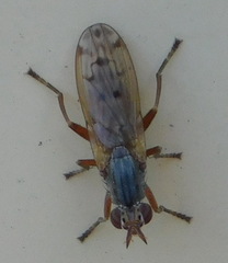 Acalyptratae