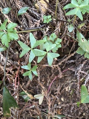 Oxalis griffithii formosana