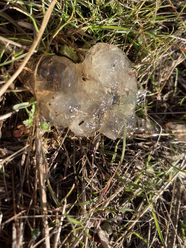 iNaturalist observation photo of Crystal Brain Fungus