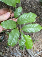 Cryptocarya macdonaldii