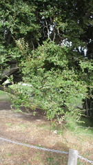 Nothofagus cliffortioides