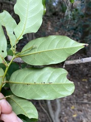 Cryptocarya macdonaldii