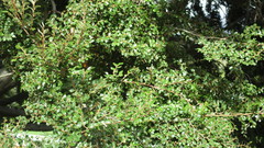 Nothofagus cliffortioides