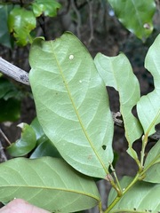 Cryptocarya macdonaldii