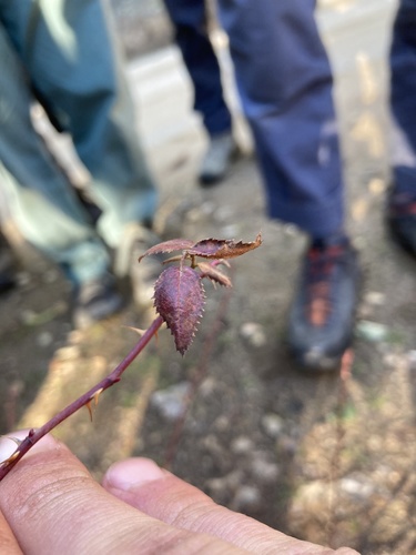 iNaturalist observation photo of Rosa
