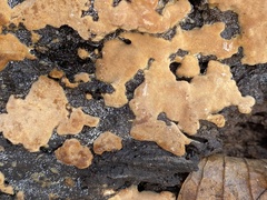 Physisporinus