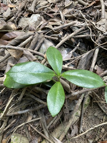 Hoya tsiangiana P.T.Li