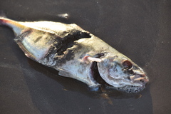Caranx caballus